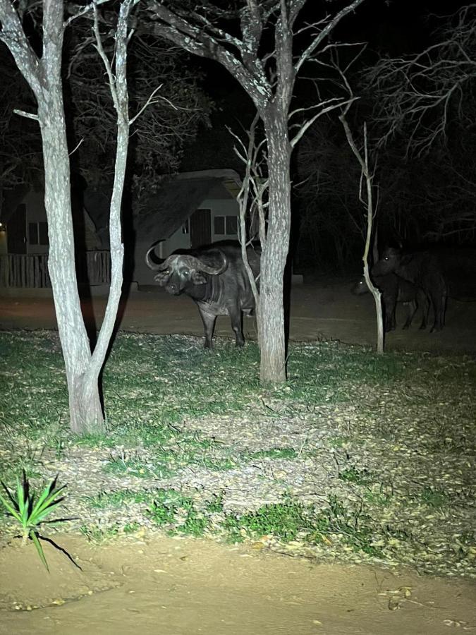 Wild Ride Safaris And Bush Camp Villa Hoedspruit Esterno foto