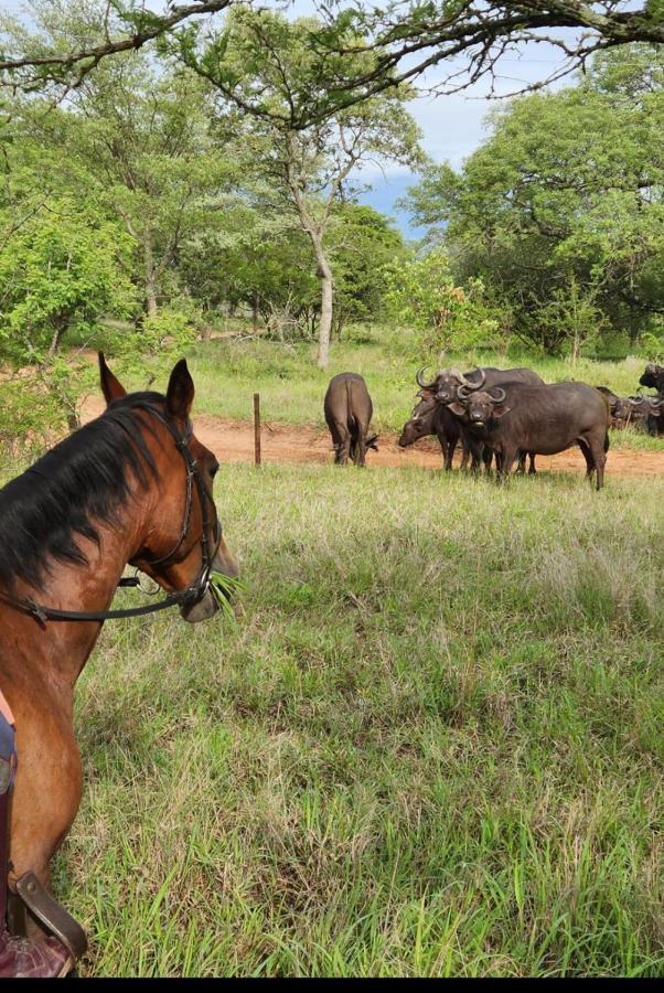 Wild Ride Safaris And Bush Camp Villa Hoedspruit Esterno foto